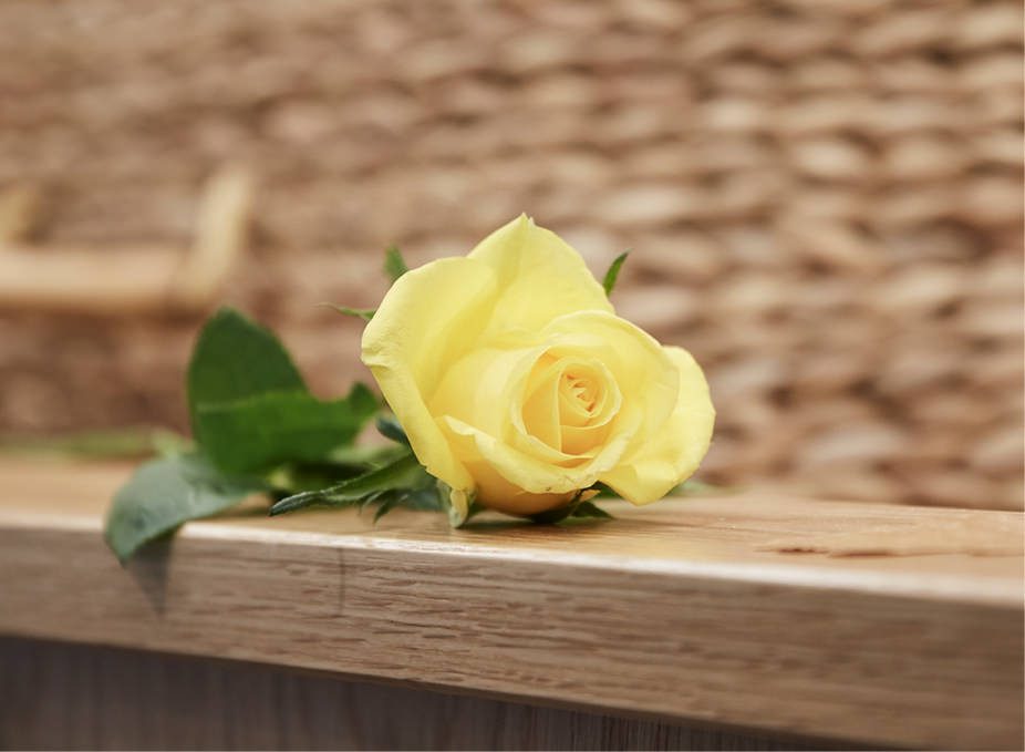 Yellow rose